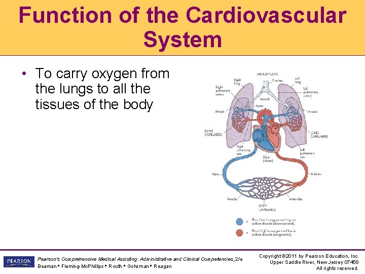 Function of the Cardiovascular System • To carry oxygen from the lungs to all