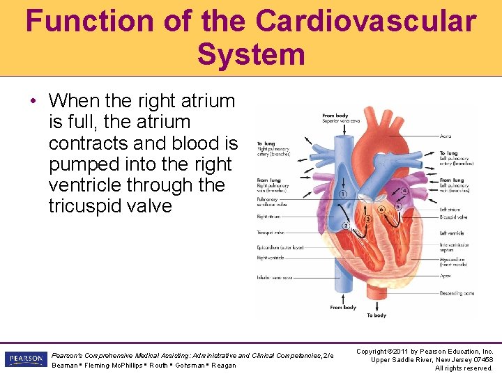 Function of the Cardiovascular System • When the right atrium is full, the atrium