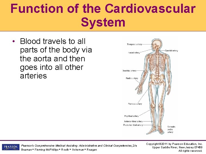 Function of the Cardiovascular System • Blood travels to all parts of the body