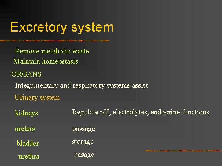 Excretory system Remove metabolic waste Maintain homeostasis ORGANS Integumentary and respiratory systems assist Urinary