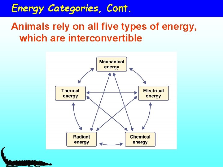 Energy Categories, Cont. Animals rely on all five types of energy, which are interconvertible