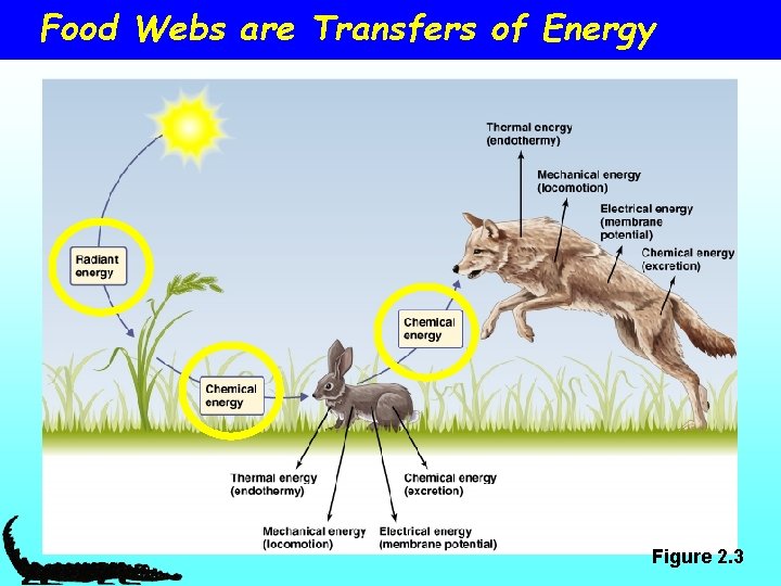 Food Webs are Transfers of Energy Figure 2. 3 