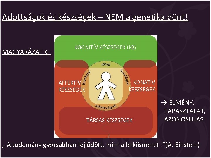 Adottságok és készségek – NEM a genetika dönt! MAGYARÁZAT ← KOGNITÍV KÉSZSÉGEK (IQ) AFFEKTÍV