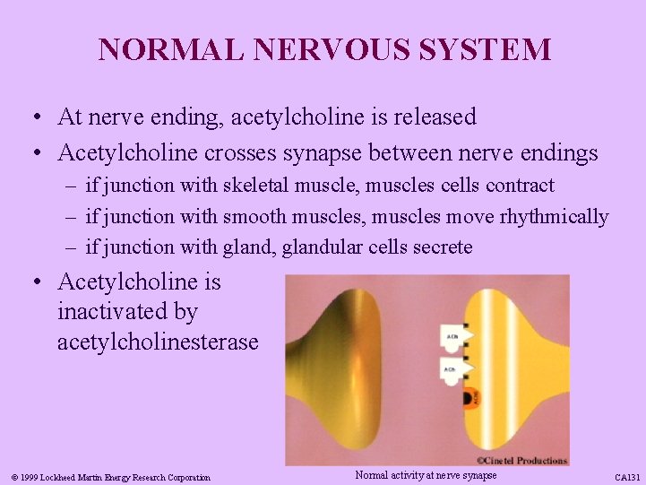 NORMAL NERVOUS SYSTEM • At nerve ending, acetylcholine is released • Acetylcholine crosses synapse