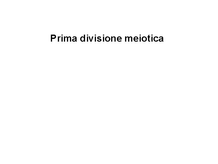 Prima divisione meiotica 