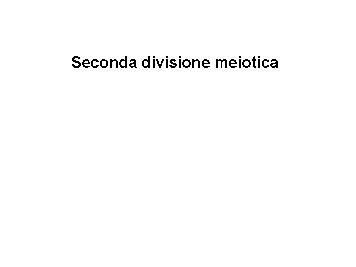Seconda divisione meiotica 