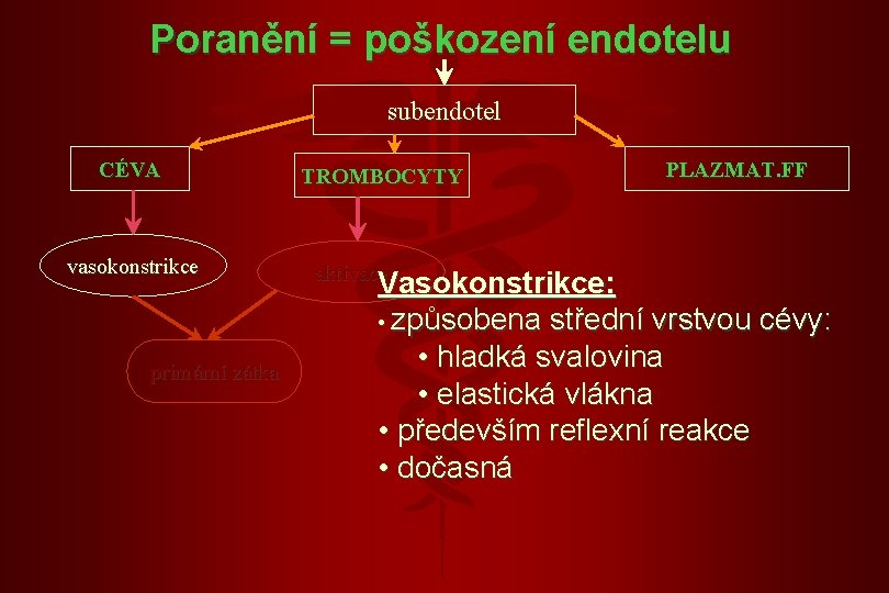 Poranění = poškození endotelu subendotel CÉVA vasokonstrikce primární zátka TROMBOCYTY aktivace PLAZMAT. FF Vasokonstrikce: