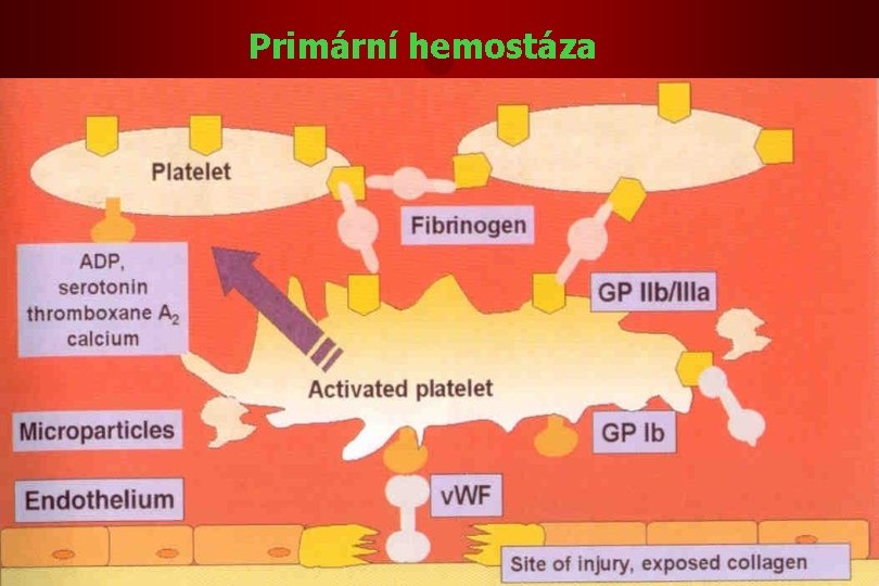Primární hemostáza Primární hemostáza
