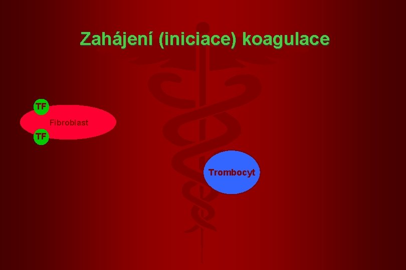 Zahájení (iniciace) koagulace TF Fibroblast TF Trombocyt 