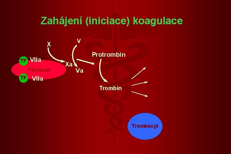Zahájení (iniciace) koagulace V X TF VIIa Fibroblast TF Protrombin Xa Va VIIa Trombin Zahájení (iniciace) koagulace V X TF VIIa Fibroblast TF Protrombin Xa Va VIIa Trombin