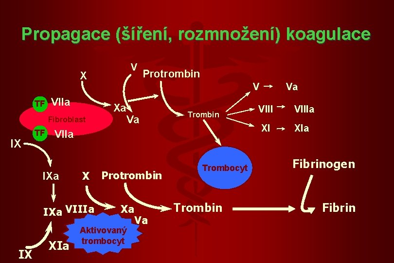 Propagace (šíření, rozmnožení) koagulace V X TF VIIa IX TF Va Trombin VIIa IXa Propagace (šíření, rozmnožení) koagulace V X TF VIIa IX TF Va Trombin VIIa IXa