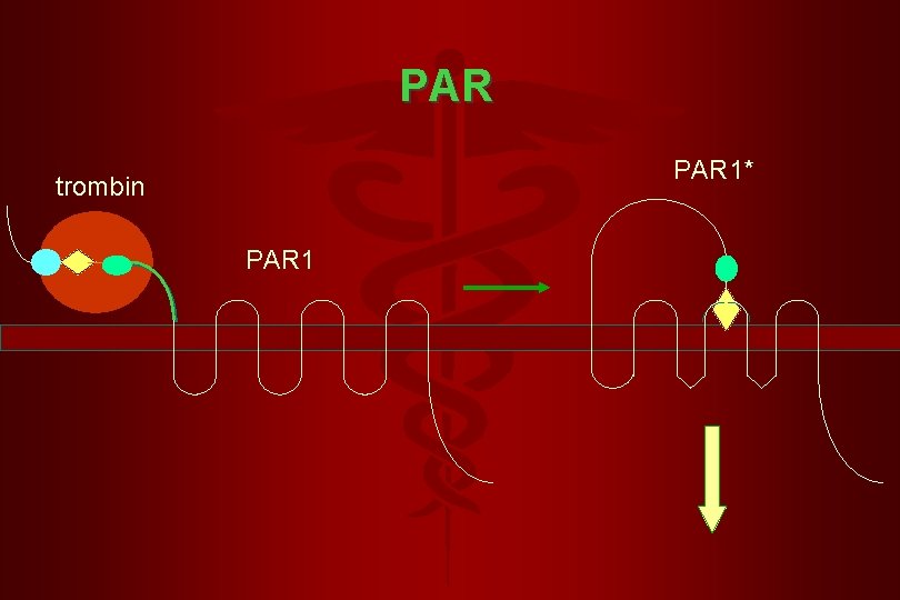 PAR 1* trombin PAR 1 