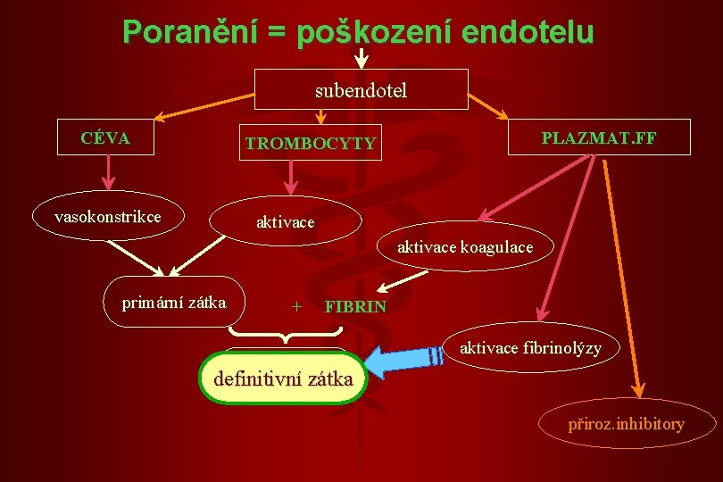 Poranění = poškození endotelu subendotel CÉVA PLAZMAT. FF TROMBOCYTY vasokonstrikce aktivace koagulace primární zátka