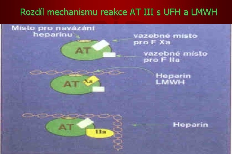 Rozdíl mechanismu reakce AT III s UFH a LMWH 