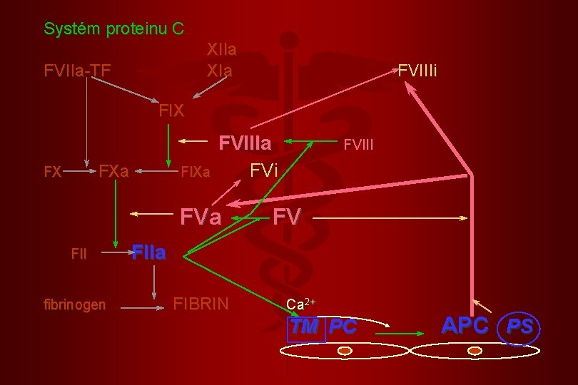 Systém proteinu C XIIa XIa FVIIa-TF FVIIIi FIX FVIIIa FX FIXa FVa FII fibrinogen