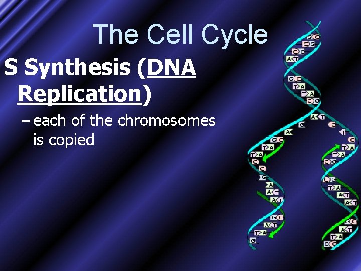 The Cell Cycle S Synthesis (DNA Replication) – each of the chromosomes is copied
