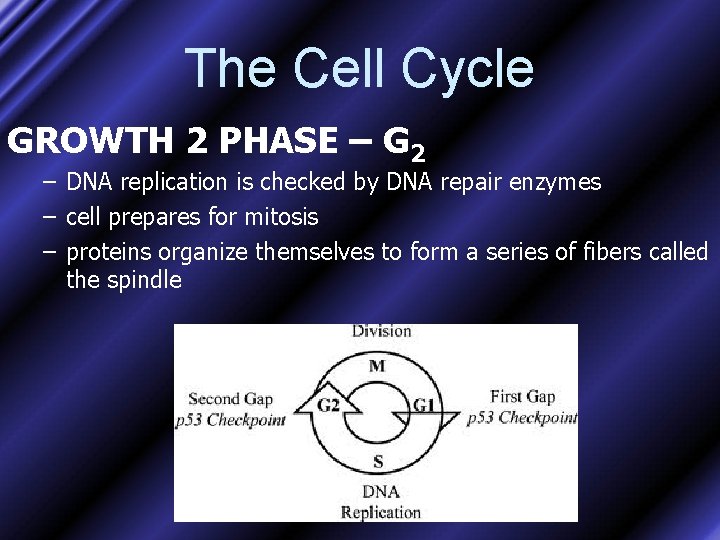 The Cell Cycle GROWTH 2 PHASE – G 2 – DNA replication is checked