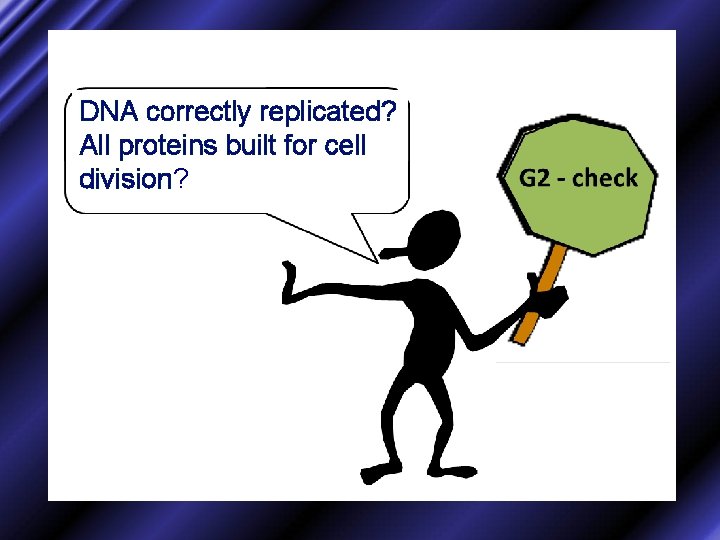 DNA correctly replicated? All proteins built for cell division? 