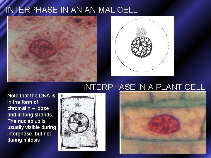 INTERPHASE IN AN ANIMAL CELL INTERPHASE IN A PLANT CELL Note that the DNA
