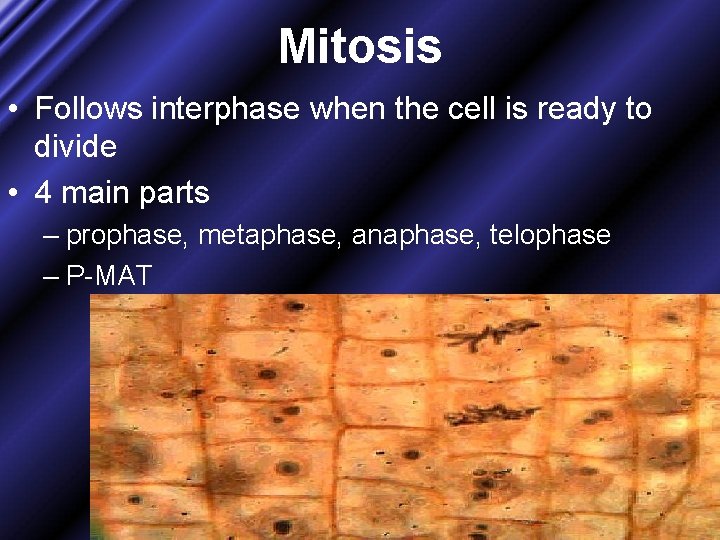 Mitosis • Follows interphase when the cell is ready to divide • 4 main