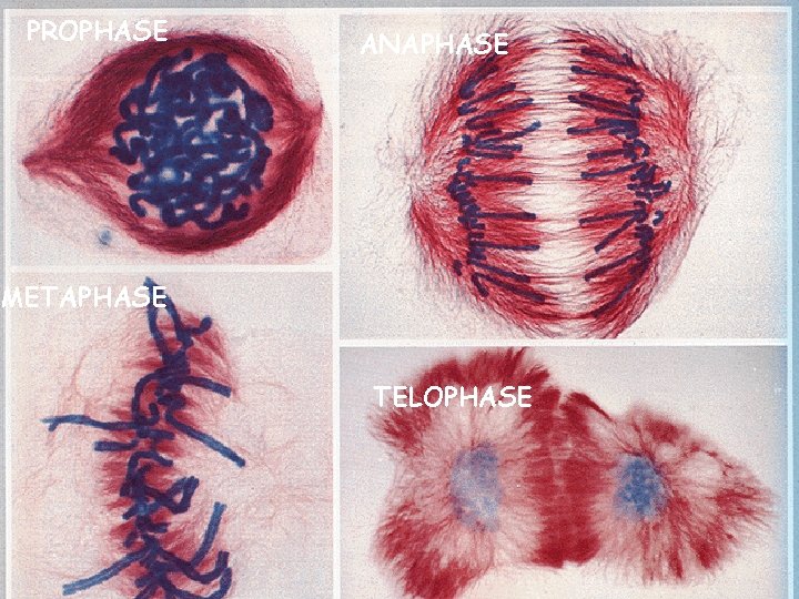 PROPHASE ANAPHASE METAPHASE TELOPHASE 