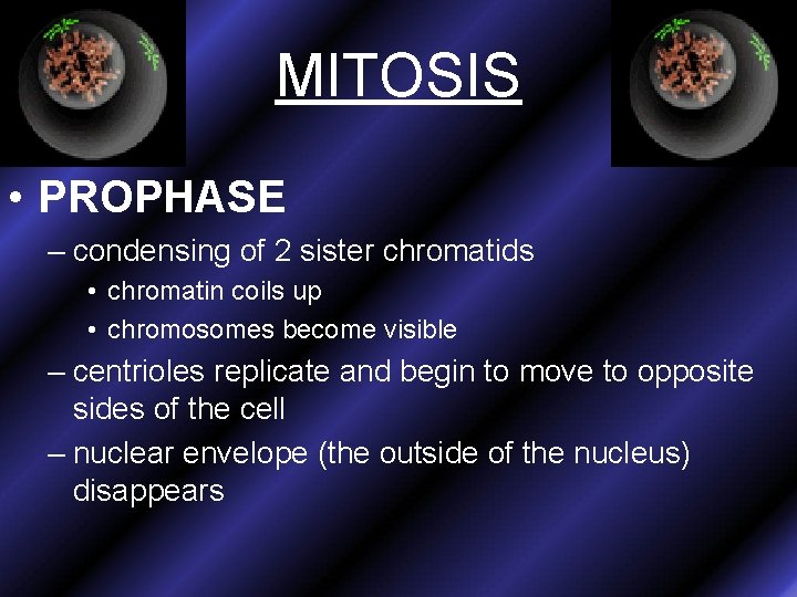 MITOSIS • PROPHASE – condensing of 2 sister chromatids • chromatin coils up •