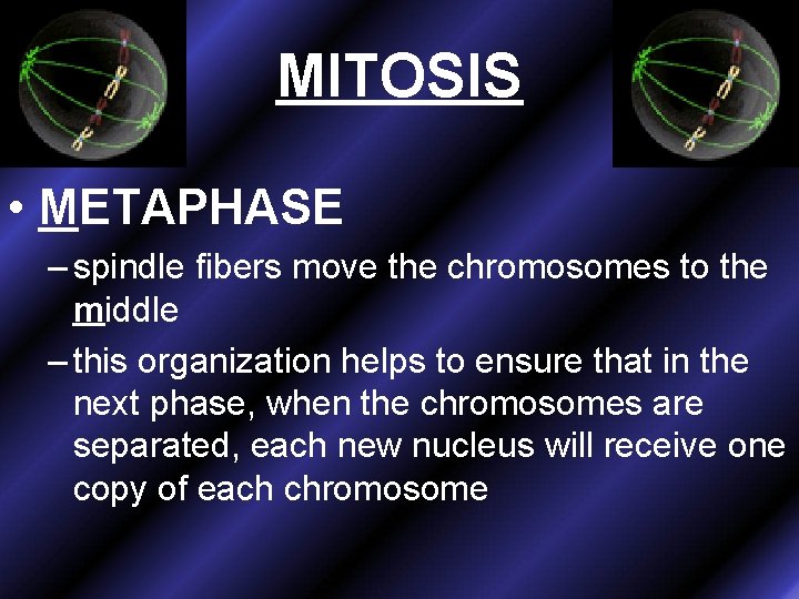 MITOSIS • METAPHASE – spindle fibers move the chromosomes to the middle – this