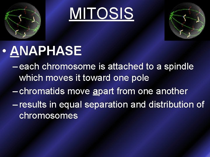 MITOSIS • ANAPHASE – each chromosome is attached to a spindle which moves it