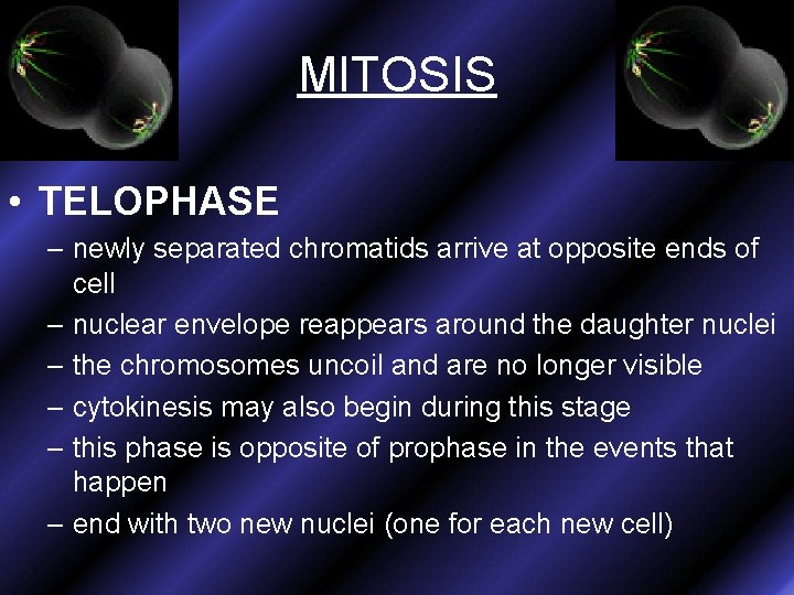 MITOSIS • TELOPHASE – newly separated chromatids arrive at opposite ends of cell –