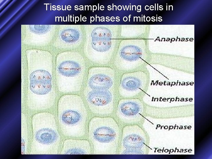 Tissue sample showing cells in multiple phases of mitosis 