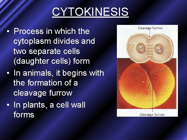 CYTOKINESIS • Process in which the cytoplasm divides and two separate cells (daughter cells)