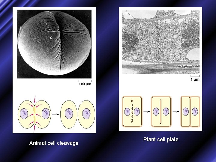 Animal cell cleavage Plant cell plate 