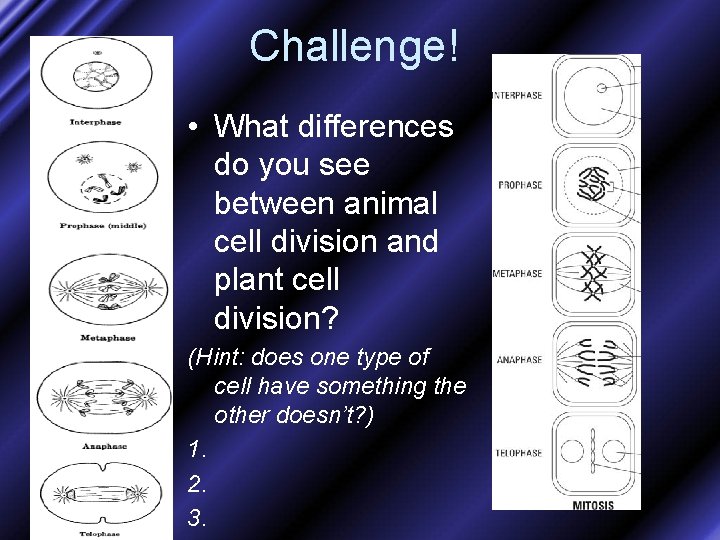 Challenge! • What differences do you see between animal cell division and plant cell
