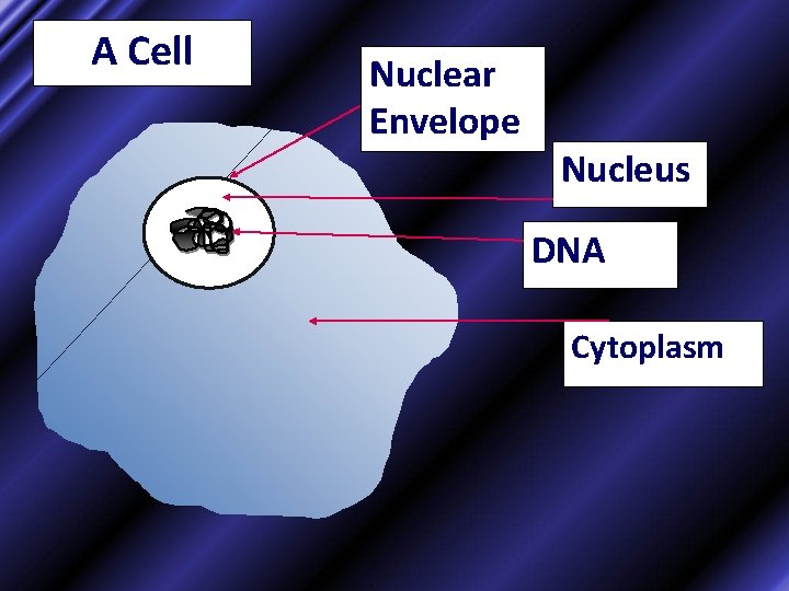 A Cell Nuclear Envelope Nucleus DNA Cytoplasm 