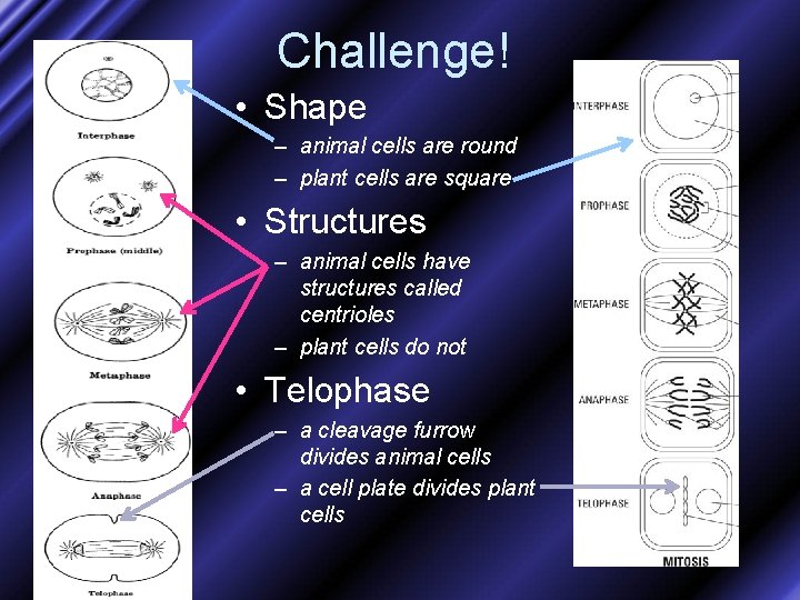 Challenge! • Shape – animal cells are round – plant cells are square •