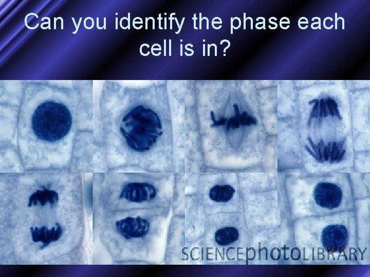 Can you identify the phase each cell is in? 