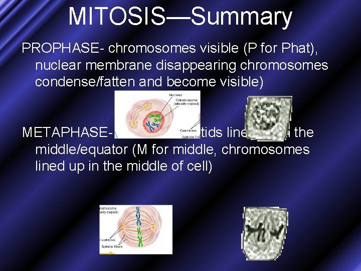 MITOSIS—Summary PROPHASE- chromosomes visible (P for Phat), nuclear membrane disappearing chromosomes condense/fatten and become