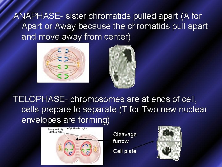 ANAPHASE- sister chromatids pulled apart (A for Apart or Away because the chromatids pull