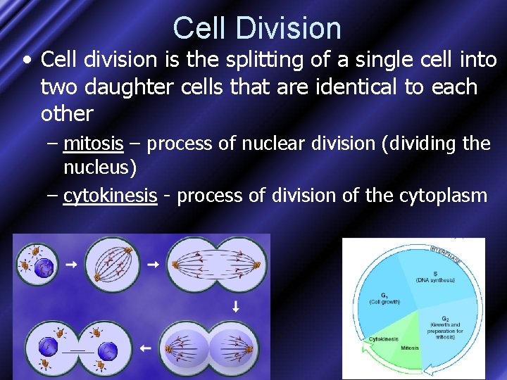 Cell Division • Cell division is the splitting of a single cell into two