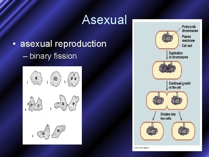 Asexual • asexual reproduction – binary fission 