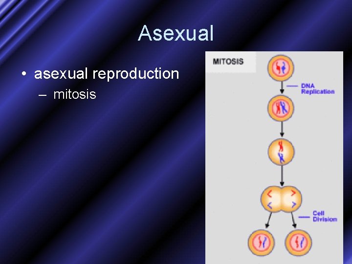 Asexual • asexual reproduction – mitosis 