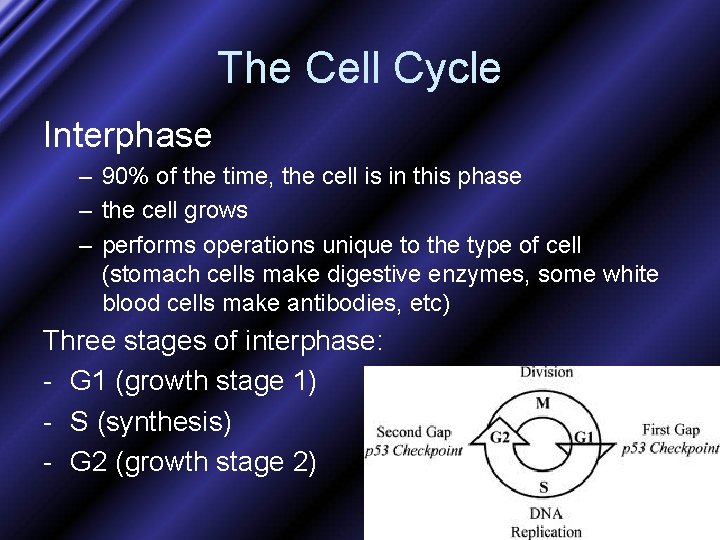 The Cell Cycle Interphase – 90% of the time, the cell is in this