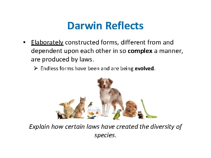 Darwin Reflects • Elaborately constructed forms, different from and dependent upon each other in