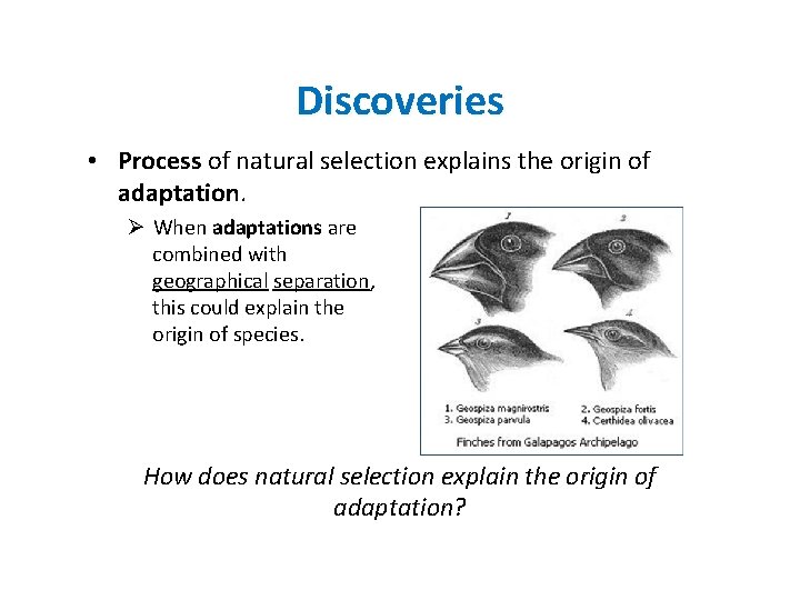 Discoveries • Process of natural selection explains the origin of adaptation. Ø When adaptations