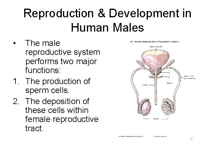 Reproduction & Development in Human Males • The male reproductive system performs two major