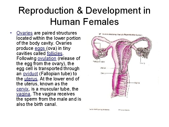 Reproduction & Development in Human Females • Ovaries are paired structures located within the