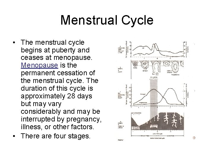 Menstrual Cycle • The menstrual cycle begins at puberty and ceases at menopause. Menopause