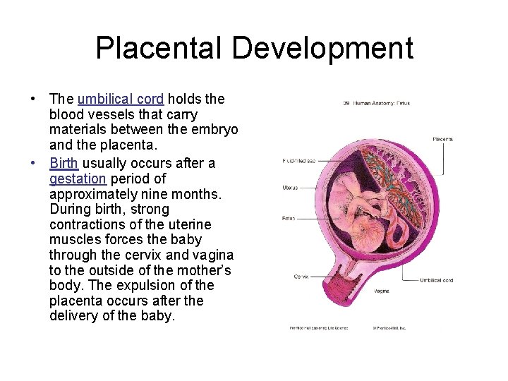 Placental Development • The umbilical cord holds the blood vessels that carry materials between