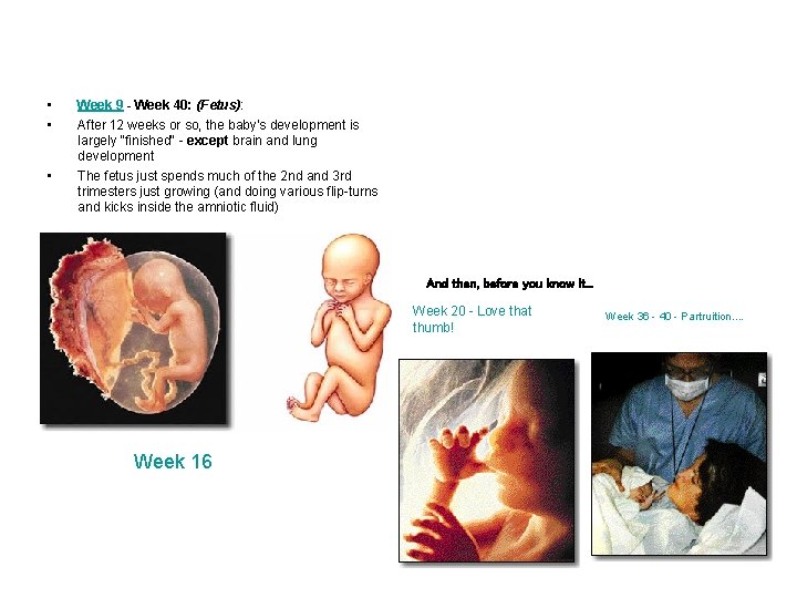  • • • Week 9 - Week 40: (Fetus): After 12 weeks or