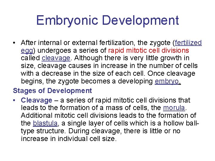 Embryonic Development • After internal or external fertilization, the zygote (fertilized egg) undergoes a